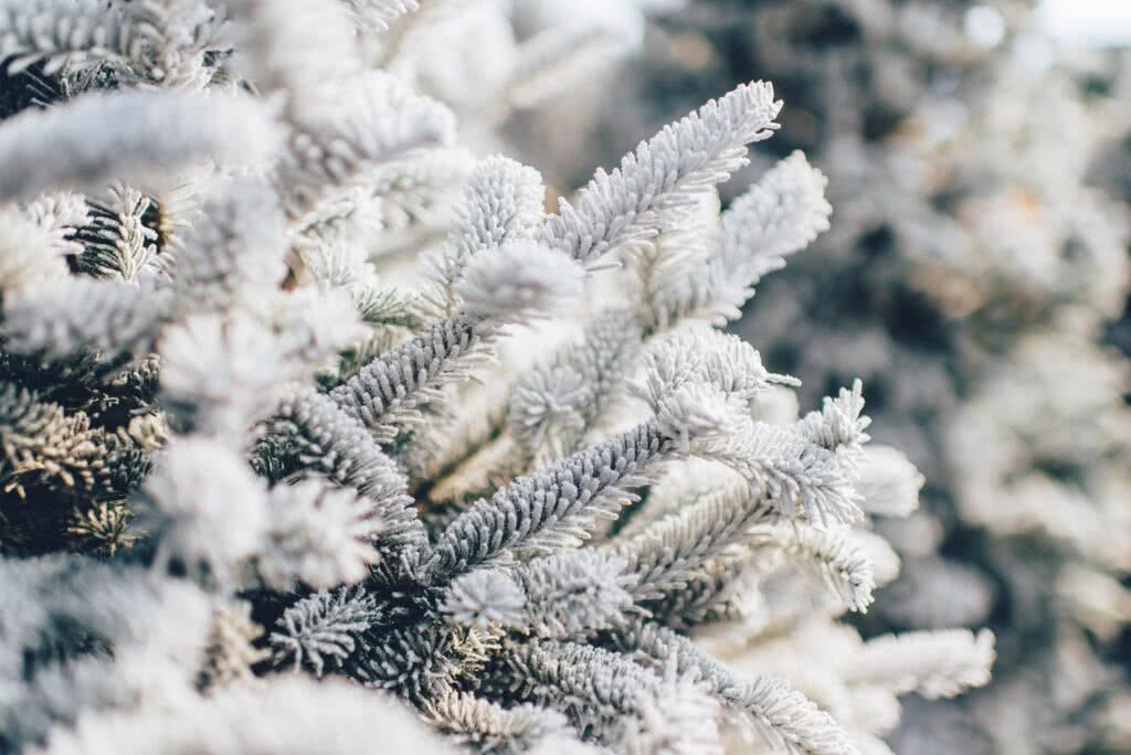 Tannenzweige mit weißem Frost