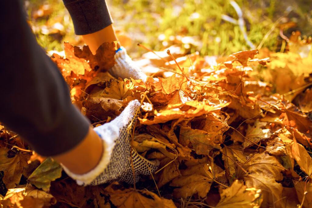Hände in grauen Handschuhen sammeln trockene, orangefarbene Herbstblätter auf dem Boden.