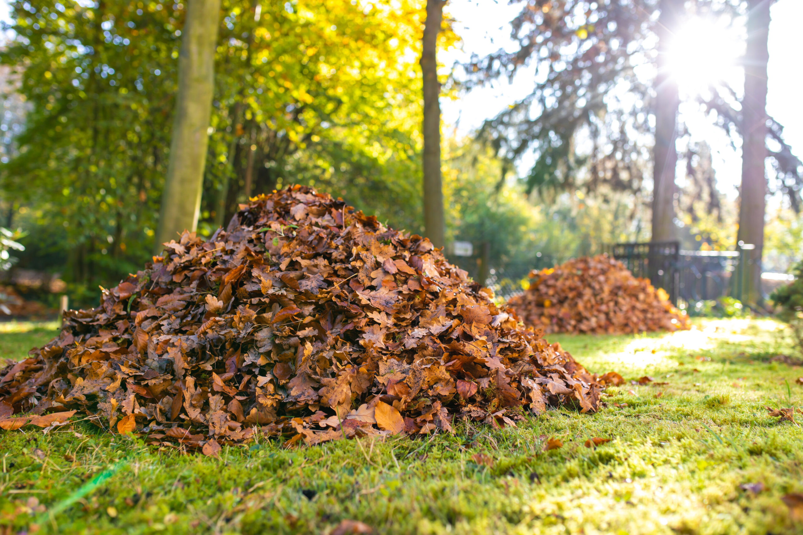 Haufen aus buntem Herbstlaub auf einer Wiese, umgeben von Bäumen und Sonnenlicht.