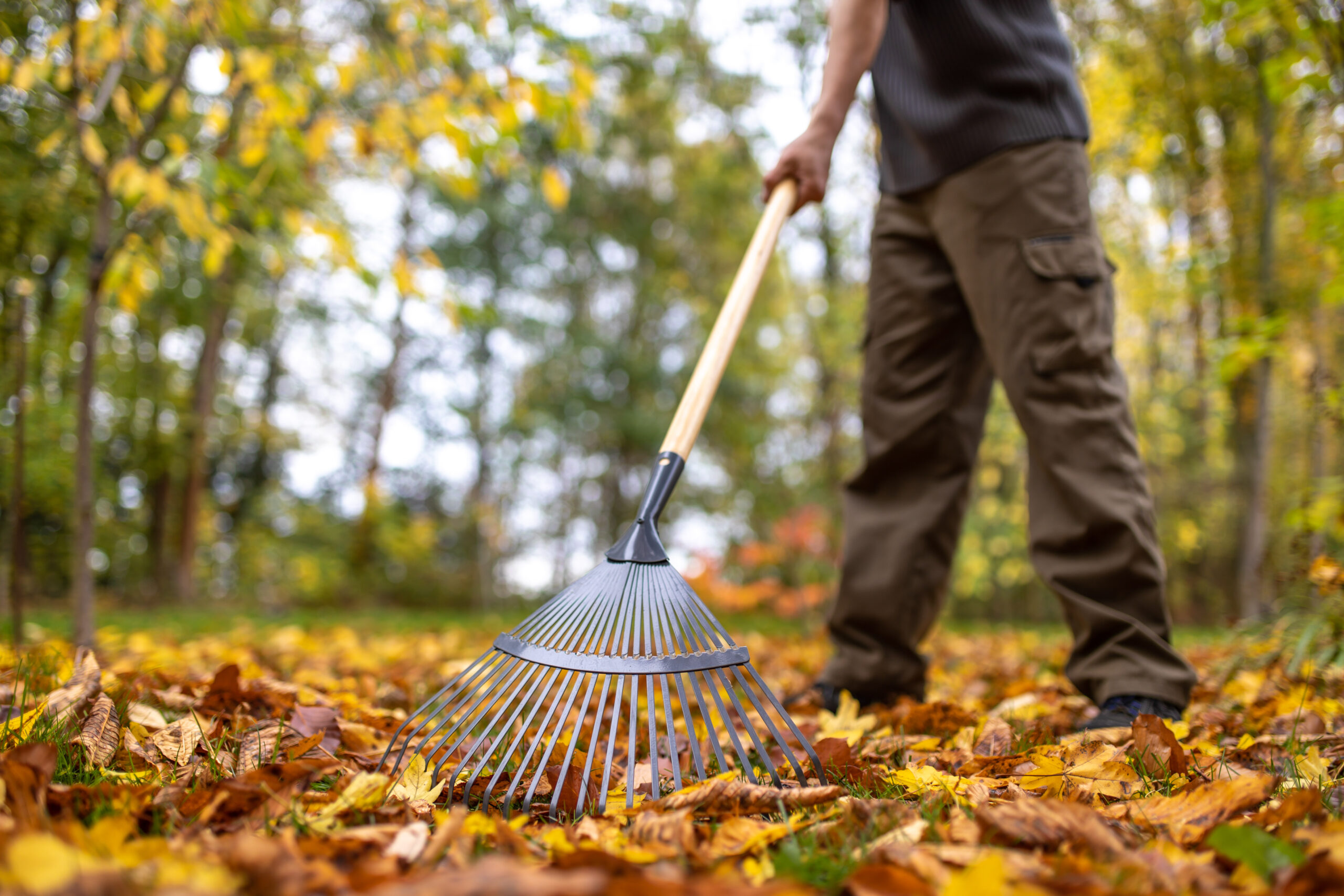 Mann rechnet mit einem Laubrechen in einem herbstlichen Garten, umgegebene von bunten Blättern.